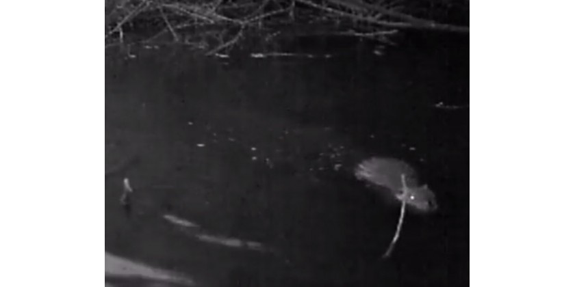 Video z fotolovu bobra na Berounkce