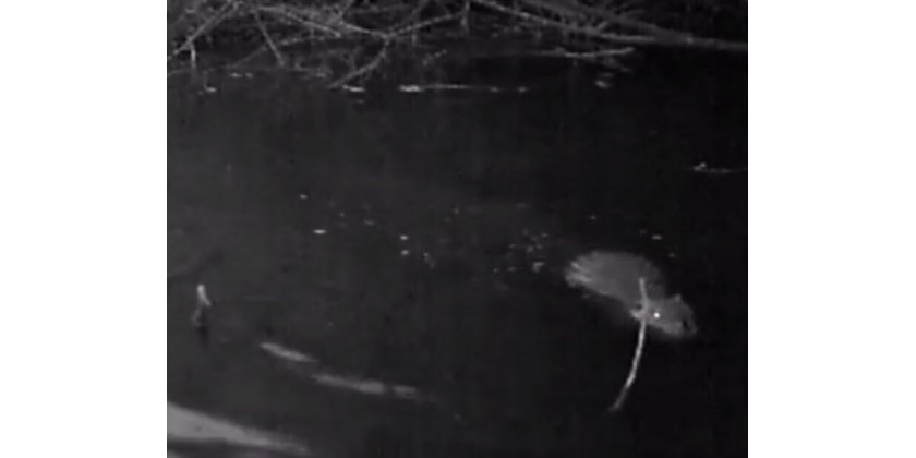 Video z fotolovu bobra na Berounkce