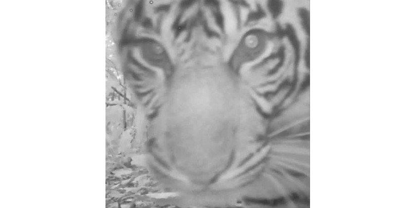 Naše fotopasti na Sumatře